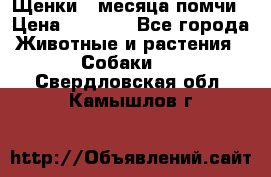 Щенки 4 месяца-помчи › Цена ­ 5 000 - Все города Животные и растения » Собаки   . Свердловская обл.,Камышлов г.